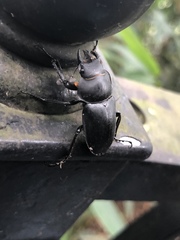 Neolucanus sinicus championi