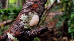 Naematelia encephala