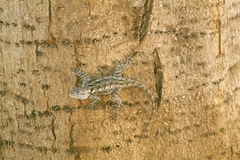 Sceloporus clarkii