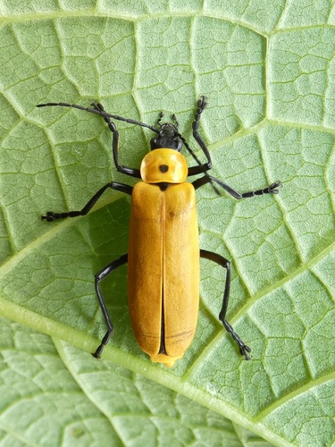 Soldier Beetle