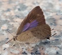Lepidoptera