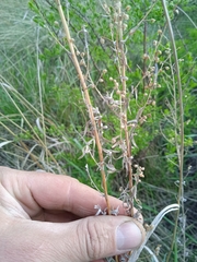 Artemisia dracunculus glauca