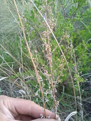 Artemisia dracunculus glauca