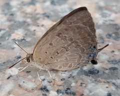 Lepidoptera
