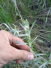 Artemisia dracunculus glauca