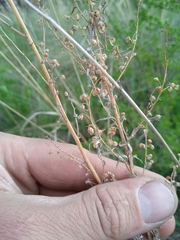 Artemisia dracunculus glauca
