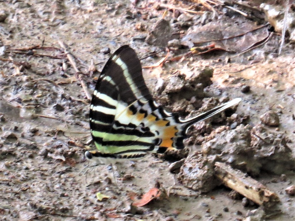 Pathysa in March 2022 by minla8 · iNaturalist