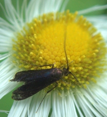 Adela caeruleella