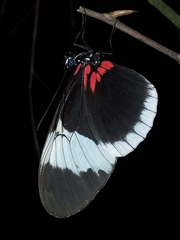 Heliconius sapho