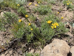 Erigeron linearis