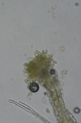 Cephaloziella spinigera