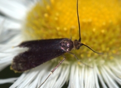 Adela caeruleella