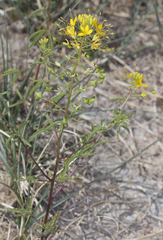 Cleomella plocasperma