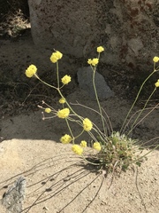 Eriogonum nudum westonii