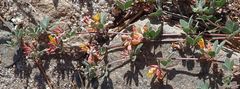 Acmispon decumbens decumbens