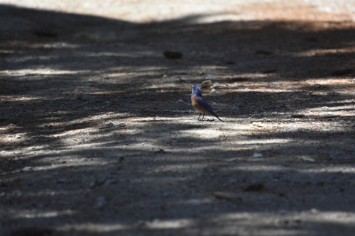 iNaturalist observation photo of Western Bluebird