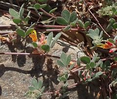 Acmispon decumbens decumbens