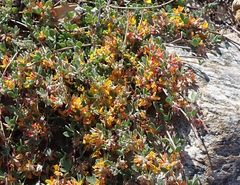Acmispon decumbens decumbens