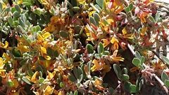 Acmispon decumbens decumbens