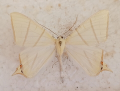 Ourapteryx picticaudata