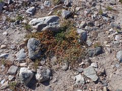 Acmispon decumbens decumbens
