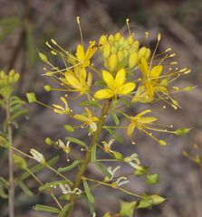 Cleomella plocasperma