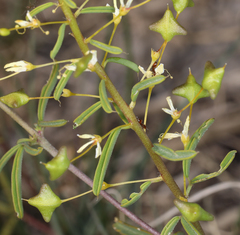 Cleomella plocasperma