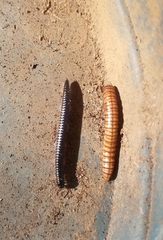 Paradoxosomatidae