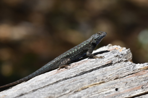 iNaturalist observation photo of Western Fence Lizard