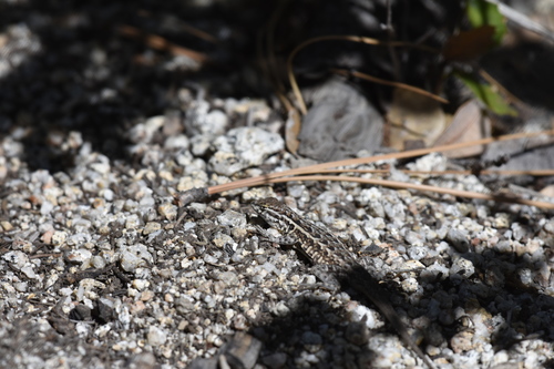 iNaturalist observation photo of Common Side-blotched Lizard