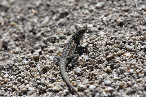 iNaturalist observation photo of Common Side-blotched Lizard