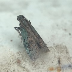 Cacotherapia flexilinealis