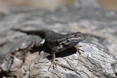 iNaturalist observation photo of Western Fence Lizard