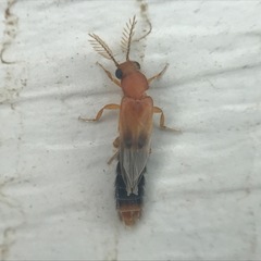 Distremocephalus texanus