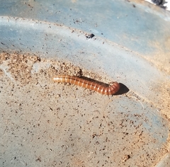 Paradoxosomatidae