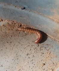 Paradoxosomatidae