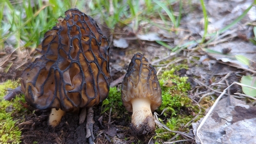Morchella deliciosa — (c) Alan Rockefeller, some rights reserved (CC BY)