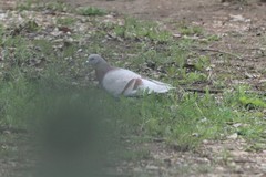 Columba livia