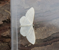 Scopula floslactata
