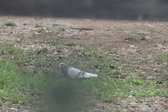 Columba livia