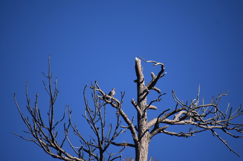 iNaturalist observation photo of Band-tailed Pigeon