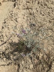 Lupinus elatus