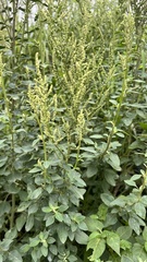 Chenopodium acuminatum