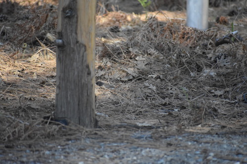 iNaturalist observation photo of Dark-eyed Junco