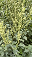 Chenopodium acuminatum
