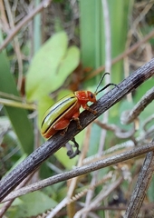 Disonycha stenosticha