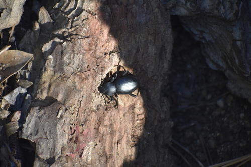 iNaturalist observation photo of California Broad-necked Darkling Beetle