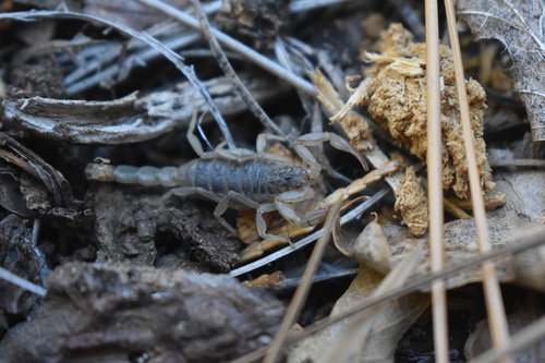 iNaturalist observation photo of California common scorpion