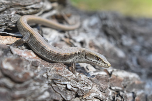 iNaturalist observation photo of Southern Alligator Lizard