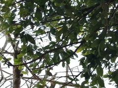 Saltator grandis